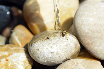Echte Wespe beim Rohstoffsammeln f&uuml;r Nestbau