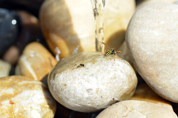Echte Wespe beim Rohstoffsammeln f&uuml;r Nestbau