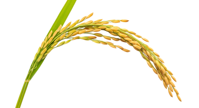 Golden rice grain ear with green stalk isolated on transparent background