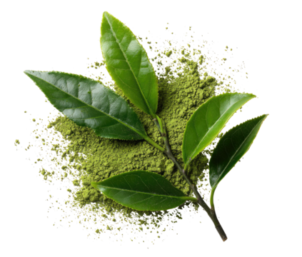 Fresh green tea leaves and powder on black background (1)