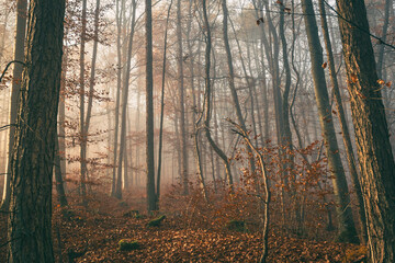Dense Misty Forest with Close Tree Trunks and Soft Autumn Light
