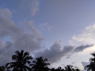 palm trees and clouds