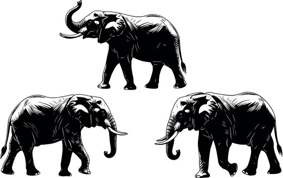 Detailed Elephant Silhouettes Vector Set, Illustrating African Safari Wildlife and Mammals, Majestic Animals with Tusks and Trunks, Black Graphic Collection.