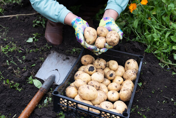 Harvesting fresh potatoes in the garden on a sunny afternoon with gardening tools nearby