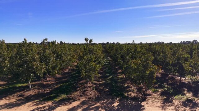 Toma de descubrimiento de cultivo de Nogales