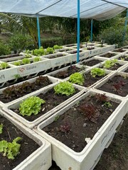 greenhouse in the garden