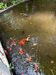 koi fish in a pond