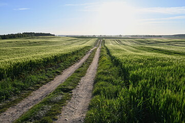 polna droga, wieś, lato, zboże, pszenżyto, młode, żniwa, rolnik, dzień, słoneczny, złociste, rolnictwo, malowniczy, natura, droga gruntowa , widok, spok&oacute;j, cisza, pejzaż, wiejski, ranek, dirt road
