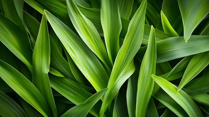 Obraz premium Vibrant green foliage displays an overlapping pattern of smooth, elongated leaves.