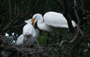 Great Heron Chicks in a nest