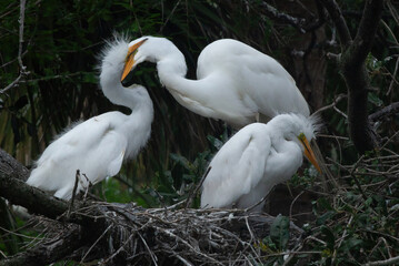 Great Heron Chicks in a nest