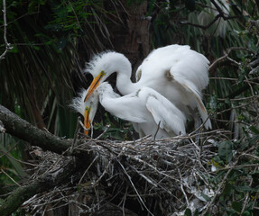 Great Heron Chicks in a nest