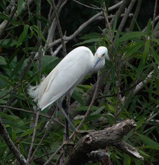 Great Heron in a tree