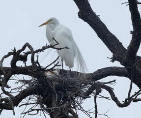Great Heron in a tree