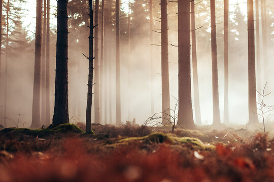 autumn in the forest - Powered by Adobe