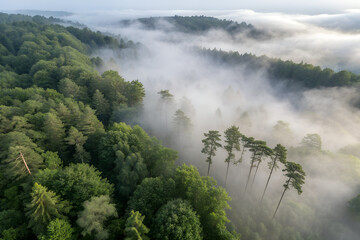 fog in the mountains