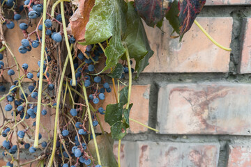 Autumn leaves and parthenocissus berries on a brick wall. A vibrant palette of nature captured in textures.