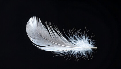 Obraz premium A single soft feather floating against a clean black background, symbolizing calmness, lightness, and purity