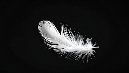 Obraz premium A single soft feather floating against a clean black background, symbolizing calmness, lightness, and purity