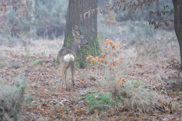 Un chevreuil en forêt