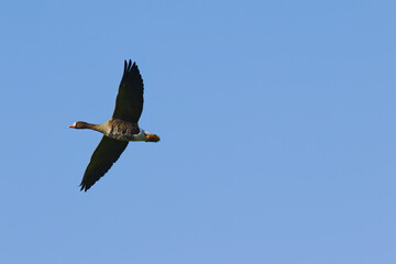 Flying goose against blue sky, gray goose in flight, gray goose with wings spread, large bird in flight seen from the side, wingspan of bird, freedom, free as a bird, Anser anser in flight
