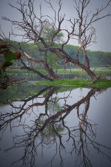 Reflection of a Large Tree in Calm Water