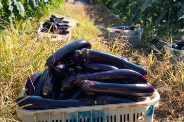 Crates Full of Long, Shiny Purple Eggplants After Harvest