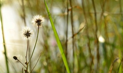 Nature picture of a wild plants in summer in czech republic