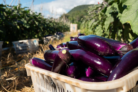 Crates Full of Long, Shiny Purple Eggplants After Harvest