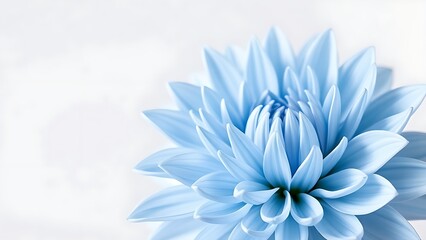 Obraz premium floriculture. Light blue dahlia flower in full bloom against white background, gardening catalogs, home-decor guides, designed for home decor and floral branding, used by clinicians.