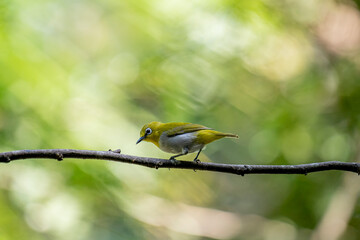 The Indian white-eye (Zosterops palpebrosus), formerly known as the Oriental white-eye, is a small, social, and active passerine bird.