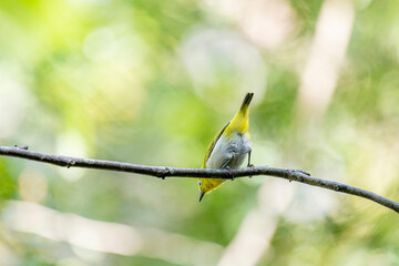 The Indian white-eye (Zosterops palpebrosus), formerly known as the Oriental white-eye, is a small, social, and active passerine bird.