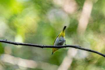 The Indian white-eye (Zosterops palpebrosus), formerly known as the Oriental white-eye, is a small, social, and active passerine bird.