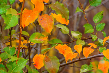 beautiful autumn landscape, closeup of colorful leaves in a forest, cloudy weather
