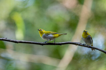 The Indian white-eye (Zosterops palpebrosus), formerly known as the Oriental white-eye, is a small, social, and active passerine bird.
