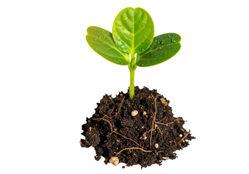 Small green sprout growing from a pile of rich soil isolated on transparent background - Powered by Adobe