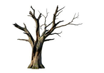 Old dead tree with bare branches isolated on transparent background in autumn