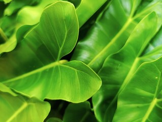 Bright green Philodendron leaves forming a dense tropical foliage pattern in a detailed macro shot.
