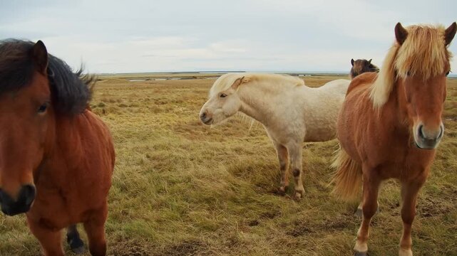 A close up shot of a group of Icelandic horses in a field on a cloudy day. One horse with a light colored coat is captured mid yawn or mid-neigh, with its mouth wide open, while others stand nearby.