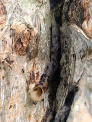 Stingless Trigona bees clustering at the propolis nest entrance inside a tree cavity, revealing natural hive behavior and pollination activity.