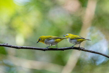 The Indian white-eye (Zosterops palpebrosus), formerly known as the Oriental white-eye, is a small, social, and active passerine bird.
