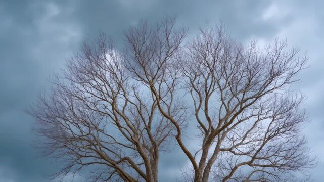 A serene low-angle shot captures the intricate, bare branches of a majestic deciduous tree reaching towards a moody, ever-changing sky. The camera smoothly pans or tilts, revealing the stark beauty of