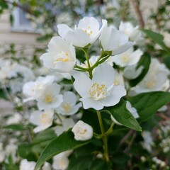jasmine flowers