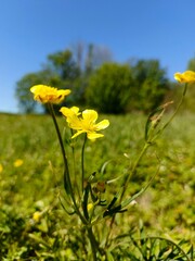 yellow flowers in the field
