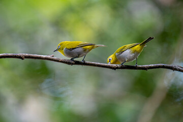 The Indian white-eye (Zosterops palpebrosus), formerly known as the Oriental white-eye, is a small, social, and active passerine bird.