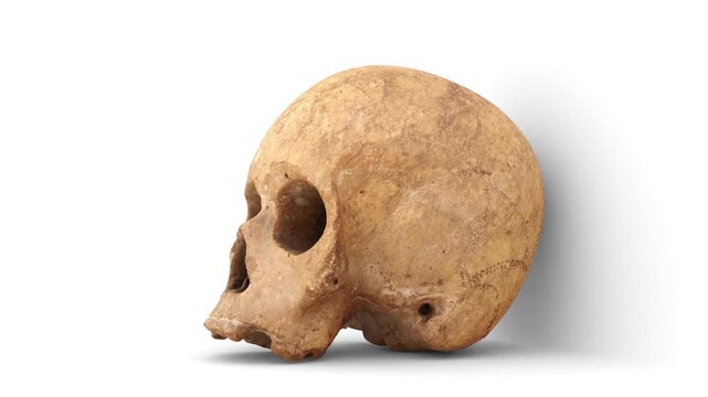 old human skull on white background
