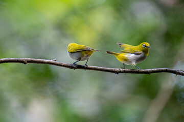 The Indian white-eye (Zosterops palpebrosus), formerly known as the Oriental white-eye, is a small, social, and active passerine bird.
