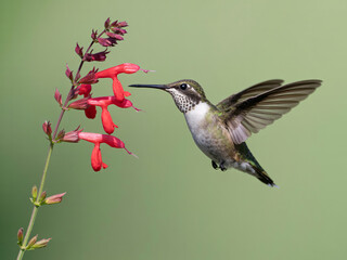 Delicate hummingbird gracefully feeding on nectar from vibrant red flowers in a lush, green garden setting, perfect for nature and wildlife themes