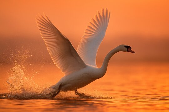 White swan taking flight from water at golden sunset