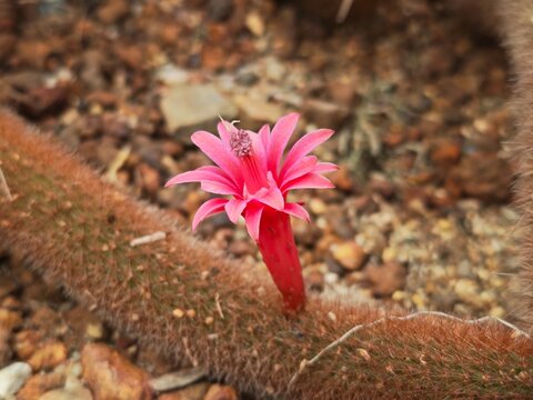 Red cleistocactus winteri flower in the garden.